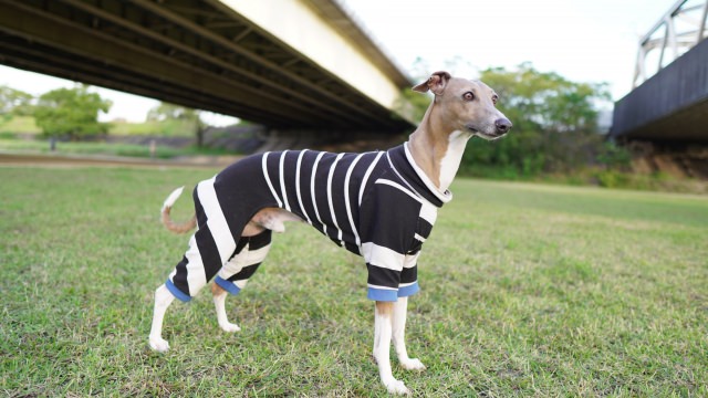 イタリアン・グレーハウンド