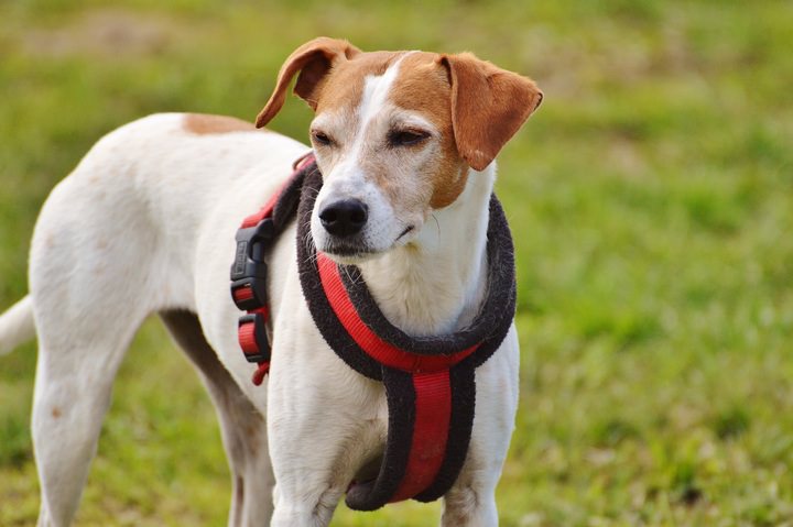 ジャック・ラッセル・テリア