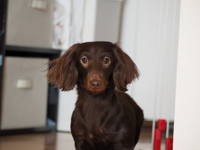 カニンヘン・ダックスフンド