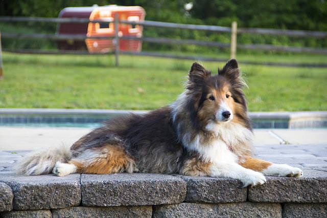 シェットランド・シープドッグ