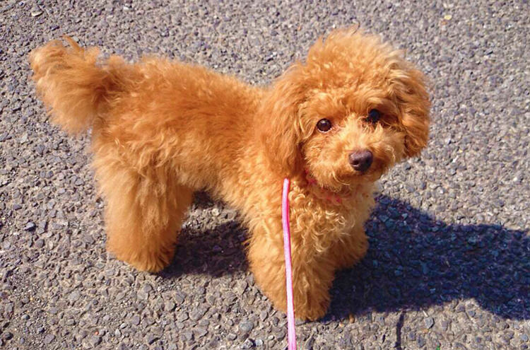 トイ・プードル