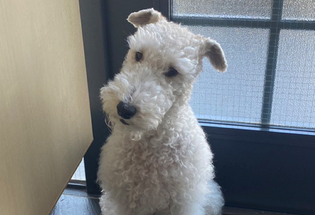 ワイアー・フォックス・テリア